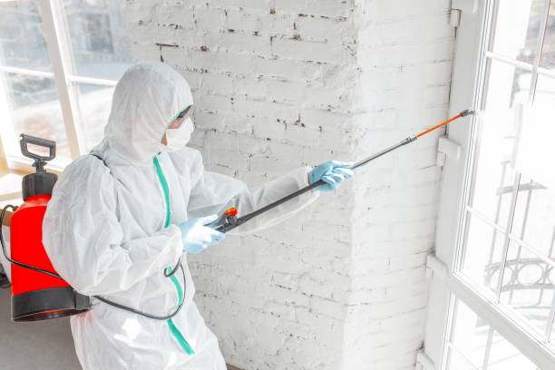 Best Environmental Consulting for Mold Prevention in Fairmount, NY