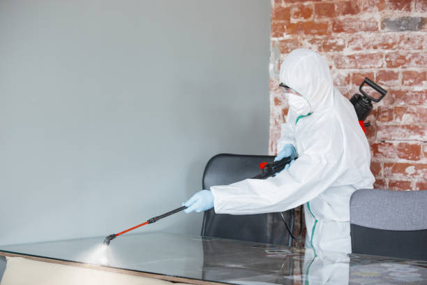 Best Basement Mold Removal in Fairmount, NY