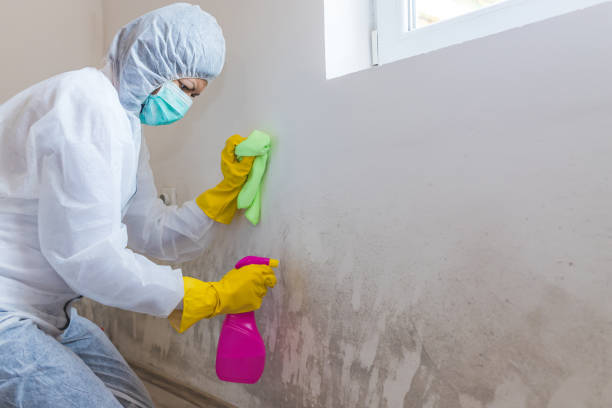  Fairmount, NY Mold Removal Pros