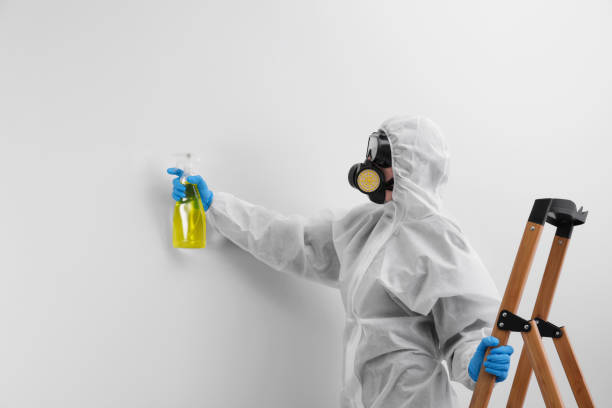 Best Mold Damage Restoration in Fairmount, NY